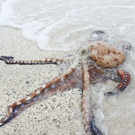 After stepping down on September 21, Kraken's CEO Jesse Powell has left many pondering the implications of his departure.
