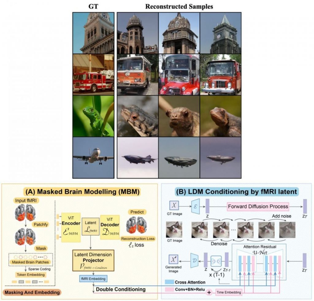 After a brief period of fine-tuning with a curated dataset of 1,500 fMRI images, the model was completely able to decode the visual stimuli in front of a subject.